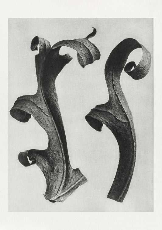 Karl Blossfeldt Plant Photogravure Nr 9 Vintage Photograph