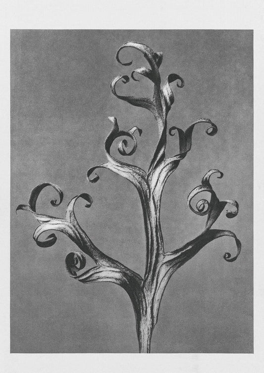 Karl Blossfeldt Plant Photogravure Nr 10