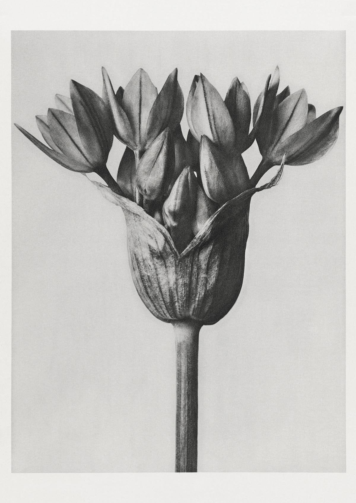 Karl Blossfeldt Plant Photogravure Nr 12 Vintage Photograph Poster