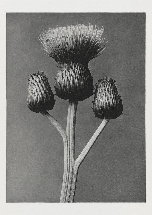 Karl Blossfeldt Plant Photogravure Nr 13 Vintage Photograph Poster