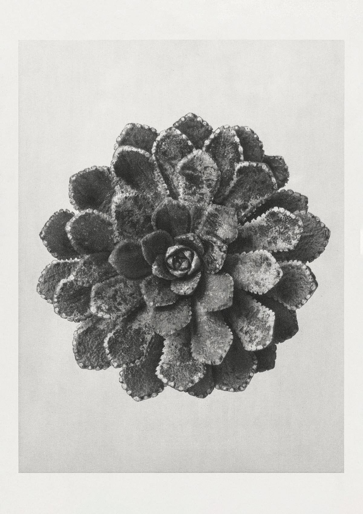 Karl Blossfeldt Plant Photogravure Nr 18 Vintage Photograph