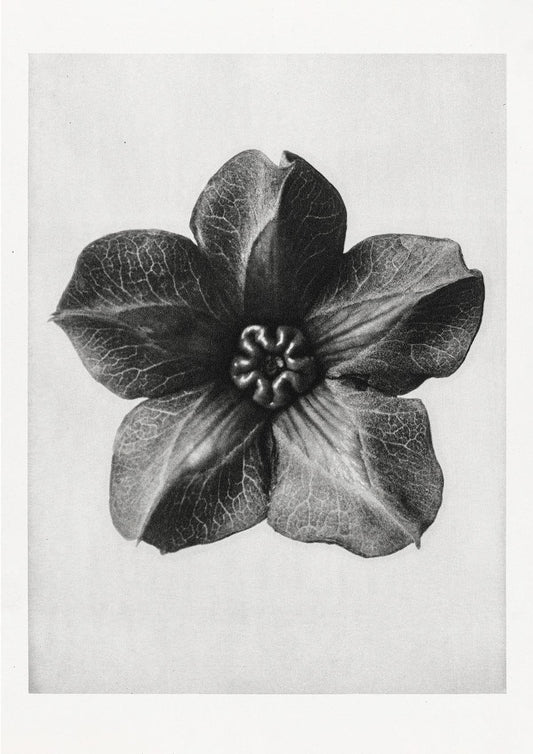 Karl Blossfeldt Plant Photogravure Nr 19 Vintage Photograph