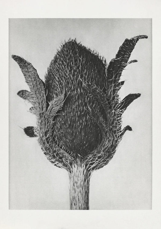 Karl Blossfeldt Plant Photogravure Nr 20 Vintage Photograph Poster