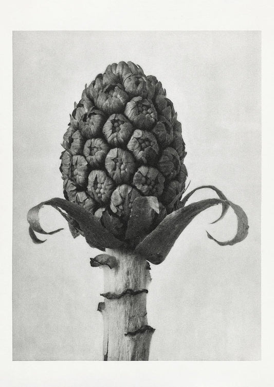 Karl Blossfeldt Plant Photogravure Nr 21 Vintage Photograph Poster