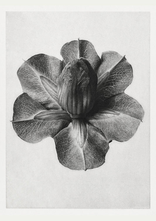 Karl Blossfeldt Plant Photogravure Nr 23 Vintage Photograph