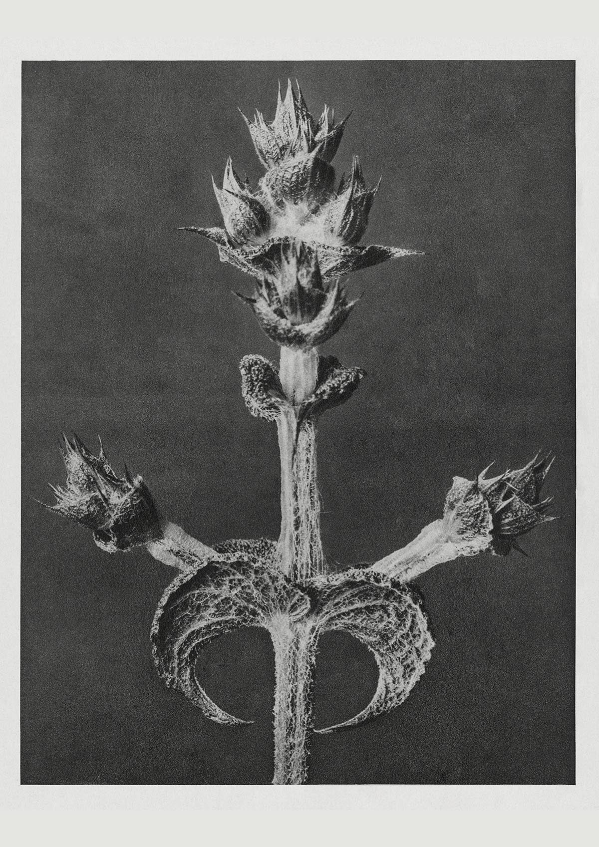 Karl Blossfeldt Plant Photogravure Nr 26 Vintage Photograph Poster