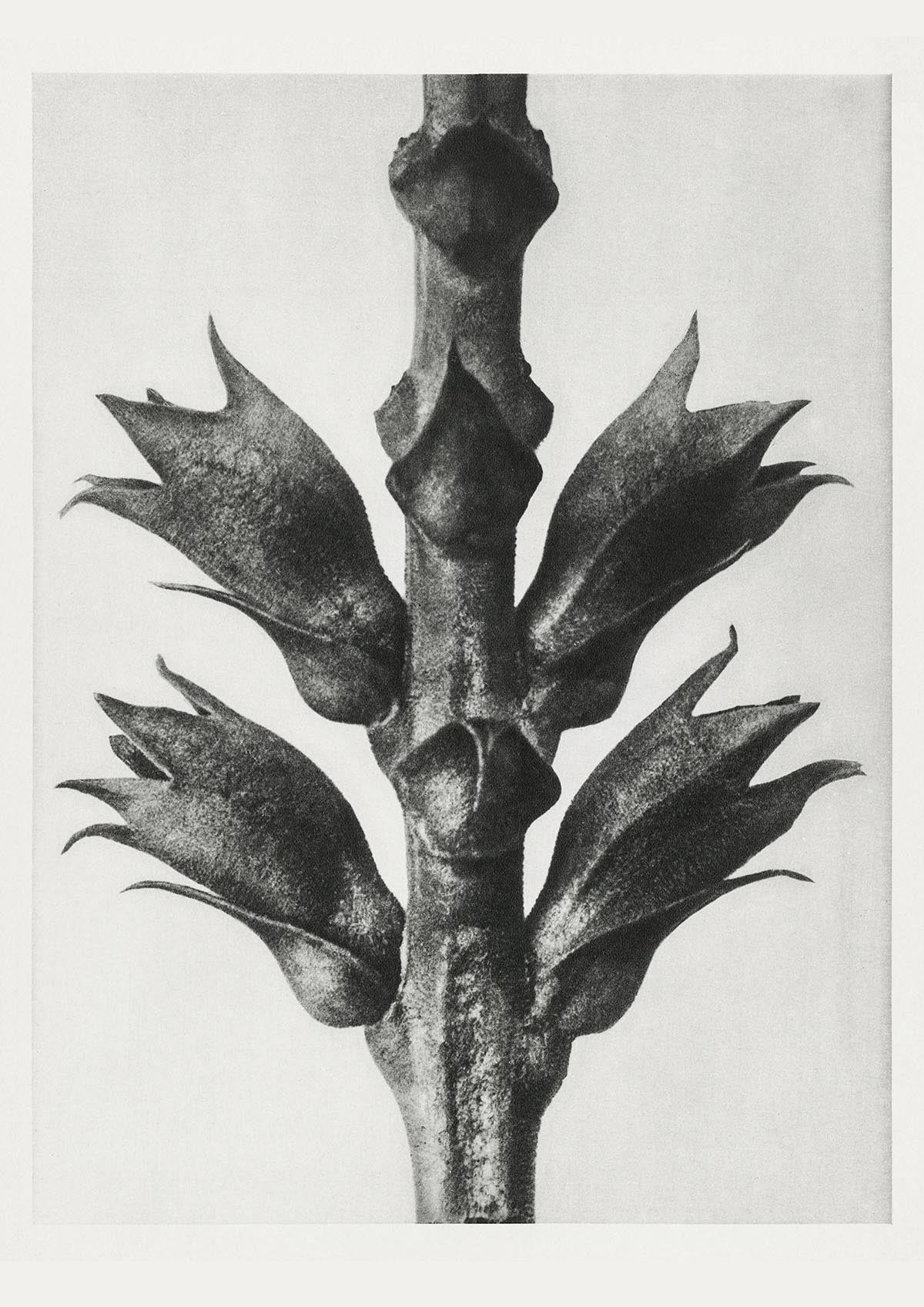 Karl Blossfeldt Plant Photogravure Nr 31 Vintage Photograph Poster