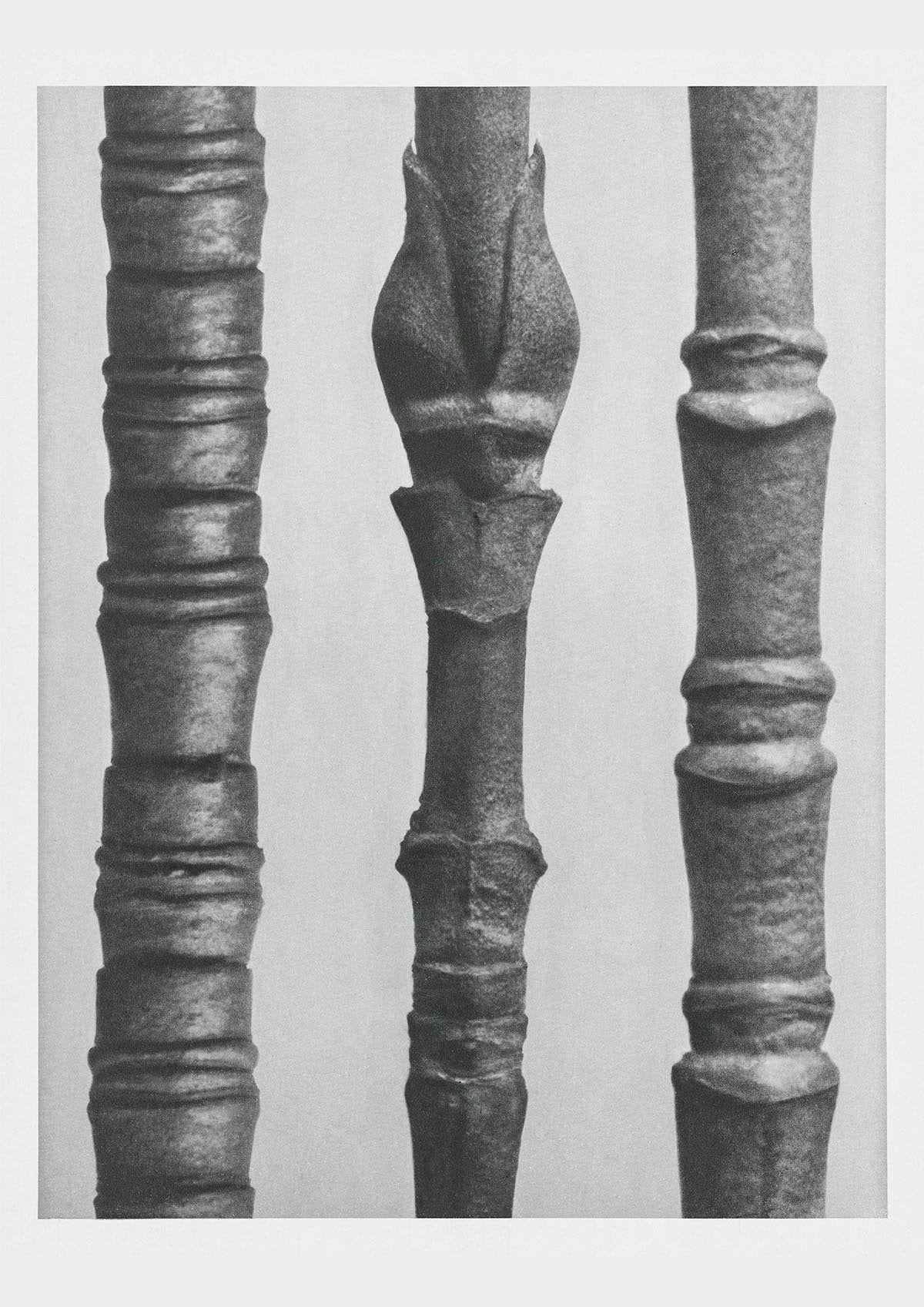 Karl Blossfeldt Plant Photogravure Nr 35