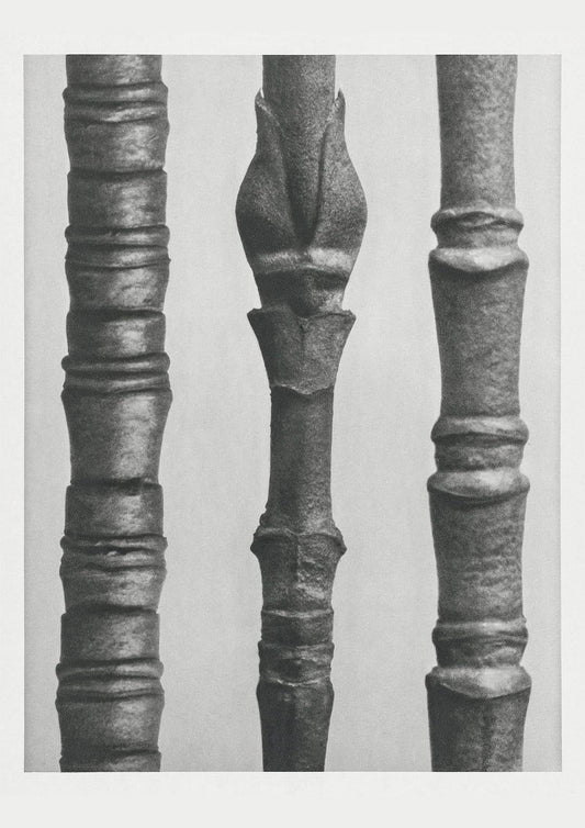 Karl Blossfeldt Plant Photogravure Nr 35