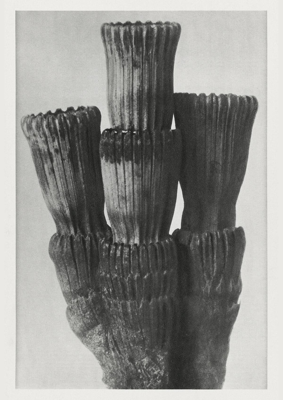 Karl Blossfeldt Plant Photogravure Nr 36