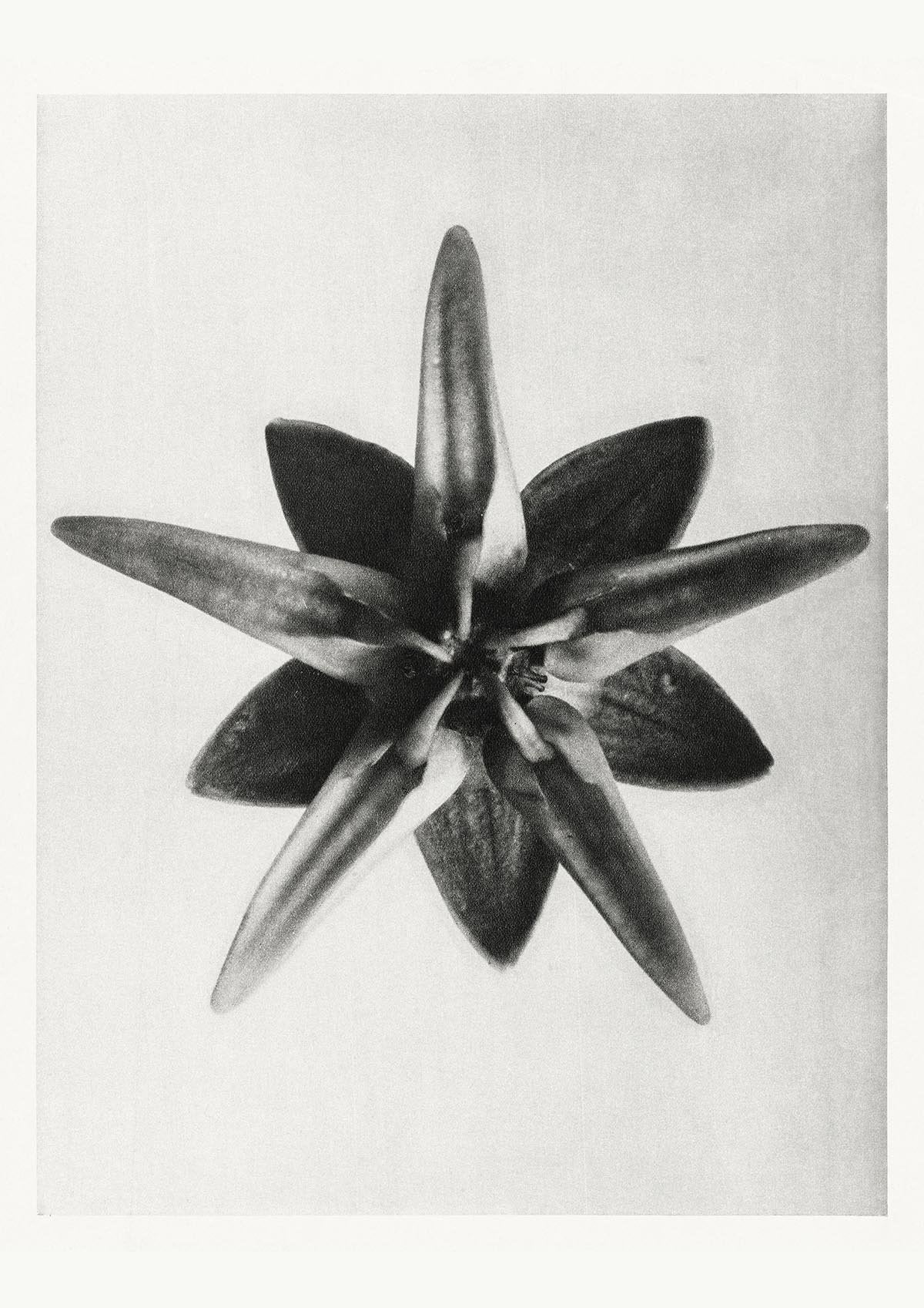 Karl Blossfeldt Plant Photogravure Nr 40