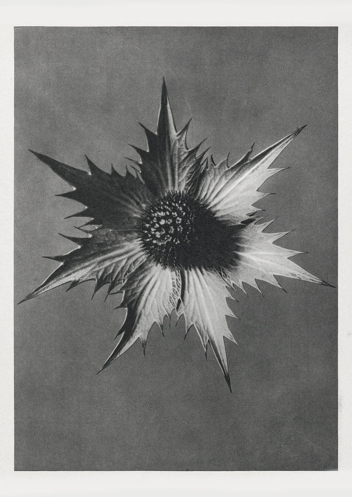 Karl Blossfeldt Plant Photogravure Nr 41