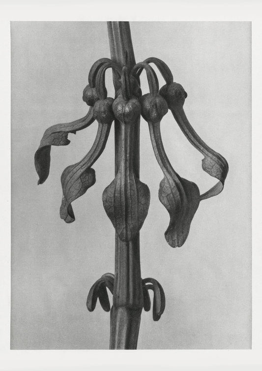 Karl Blossfeldt Plant Photogravure Nr 42