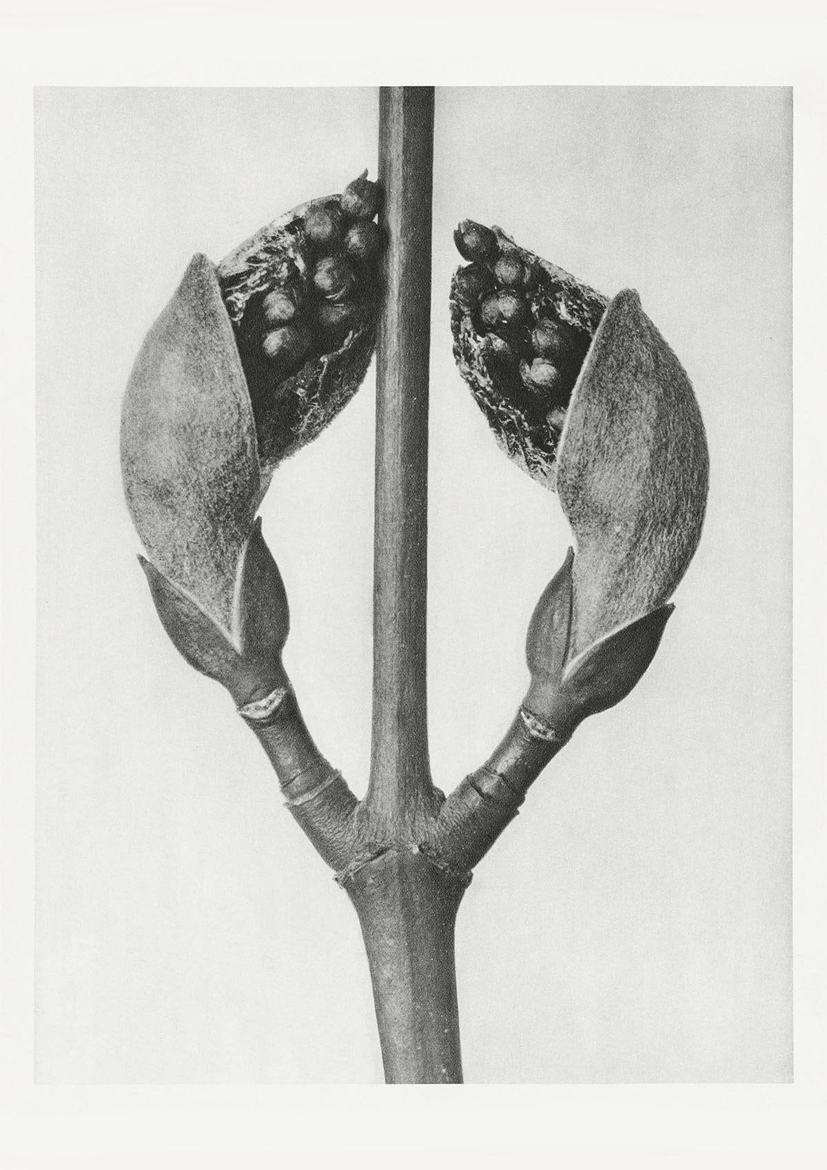 Karl Blossfeldt Plant Photogravure Nr 43