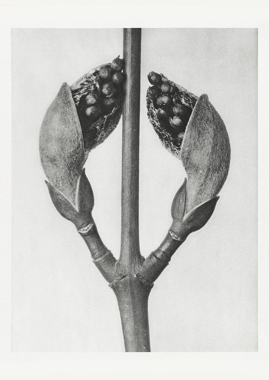 Karl Blossfeldt Plant Photogravure Nr 43