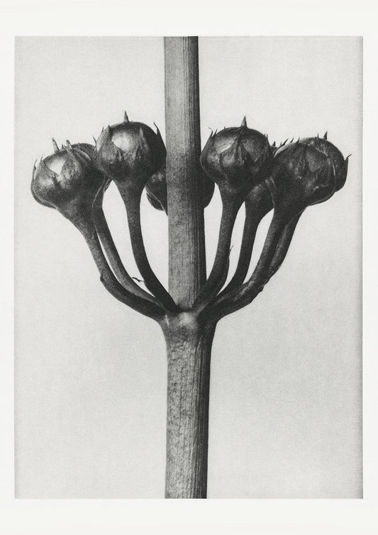 Karl Blossfeldt Plant Photogravure Nr 45