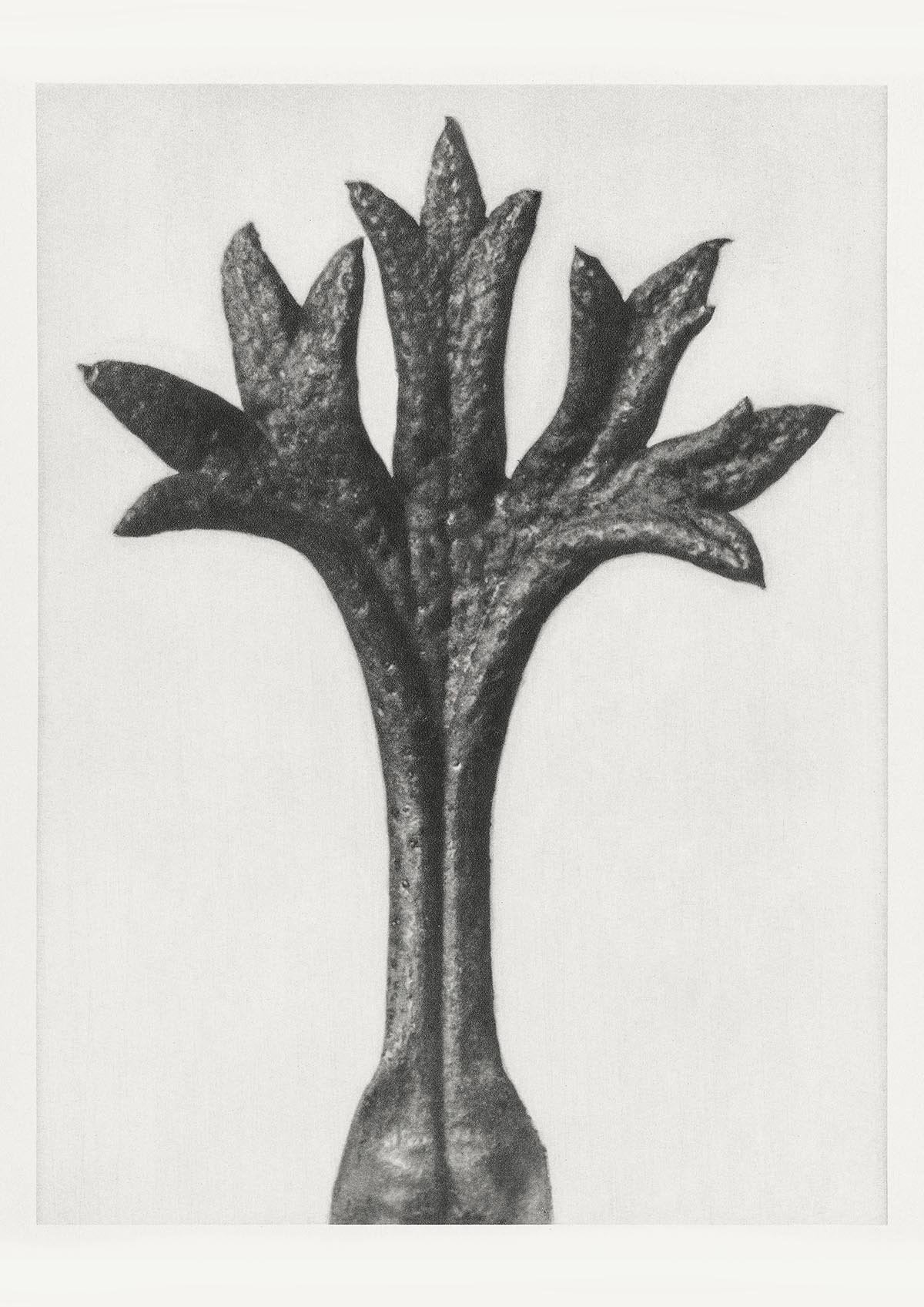 Karl Blossfeldt Plant Photogravure Nr 46