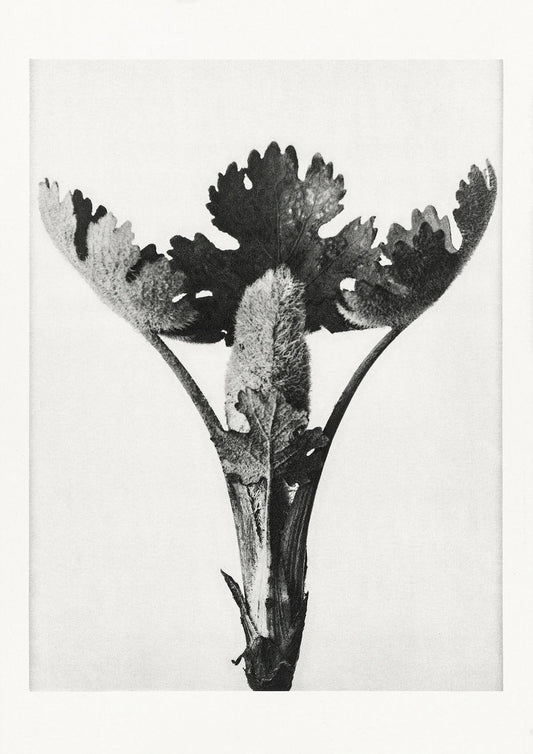 Karl Blossfeldt Plant Photogravure Nr 47