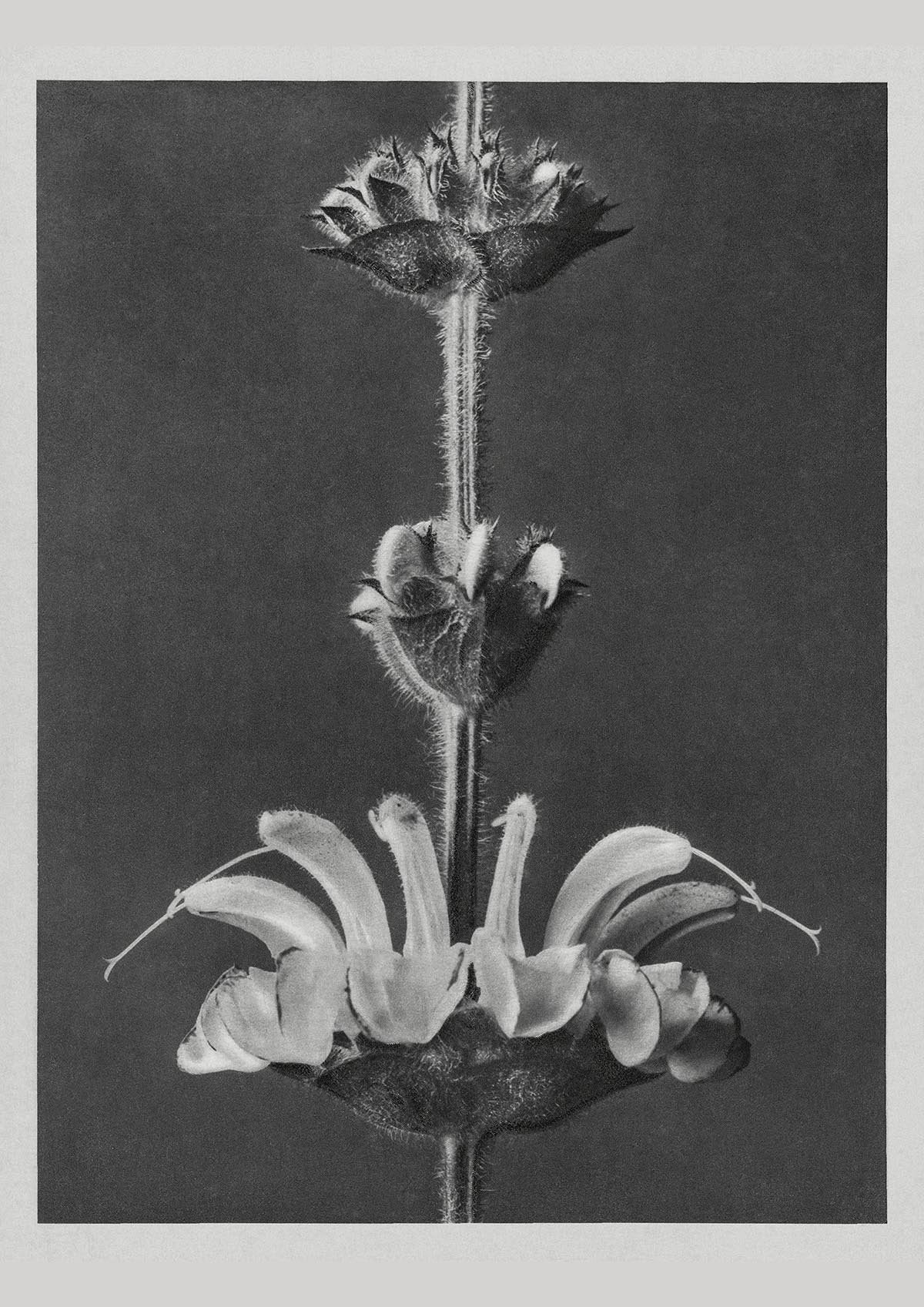 Karl Blossfeldt Plant Photogravure Nr 48