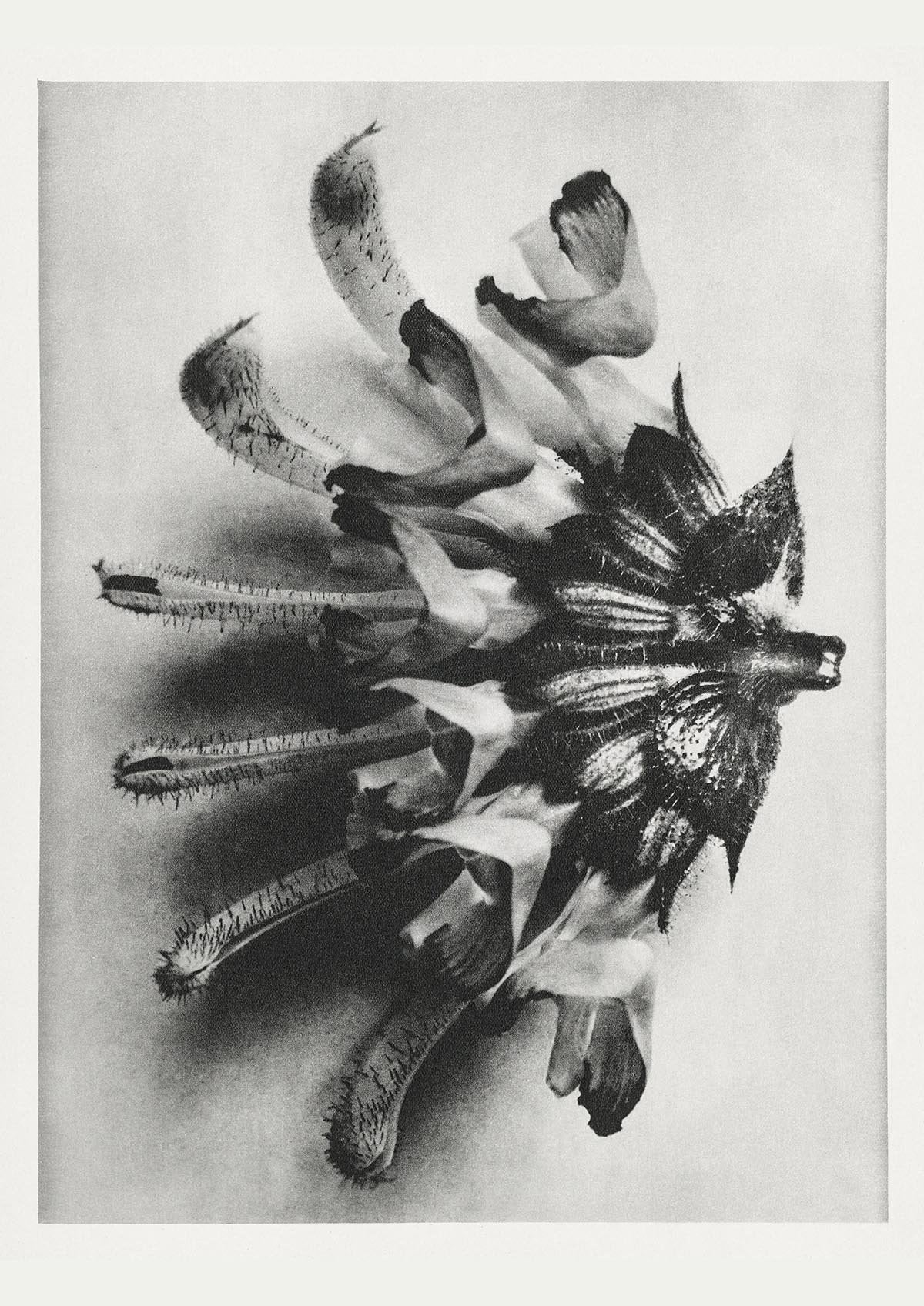 Karl Blossfeldt Plant Photogravure Nr 49