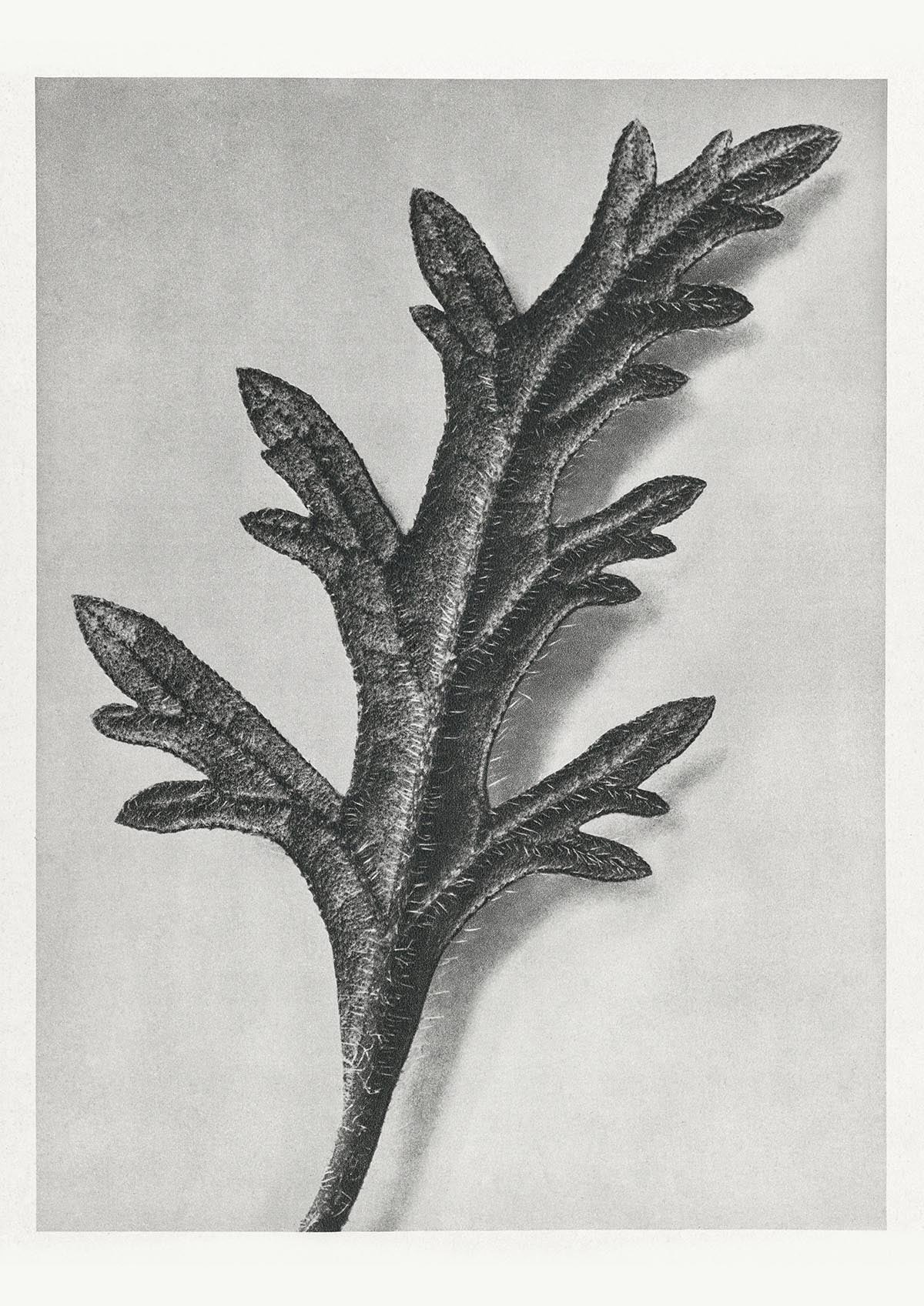 Karl Blossfeldt Plant Photogravure Nr 50