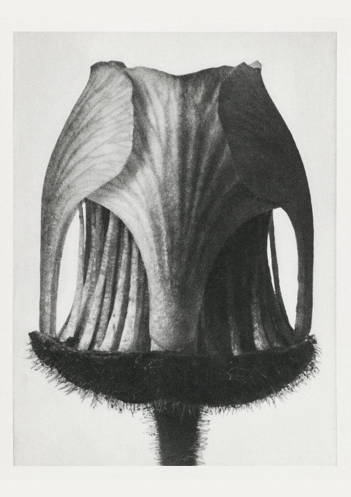 Karl Blossfeldt Plant Photogravure Nr 52