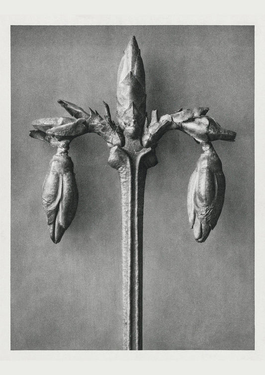 Karl Blossfeldt Plant Photogravure Nr 53