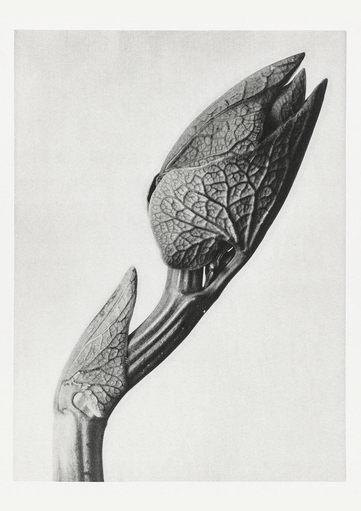 Karl Blossfeldt Plant Photogravure Nr 56