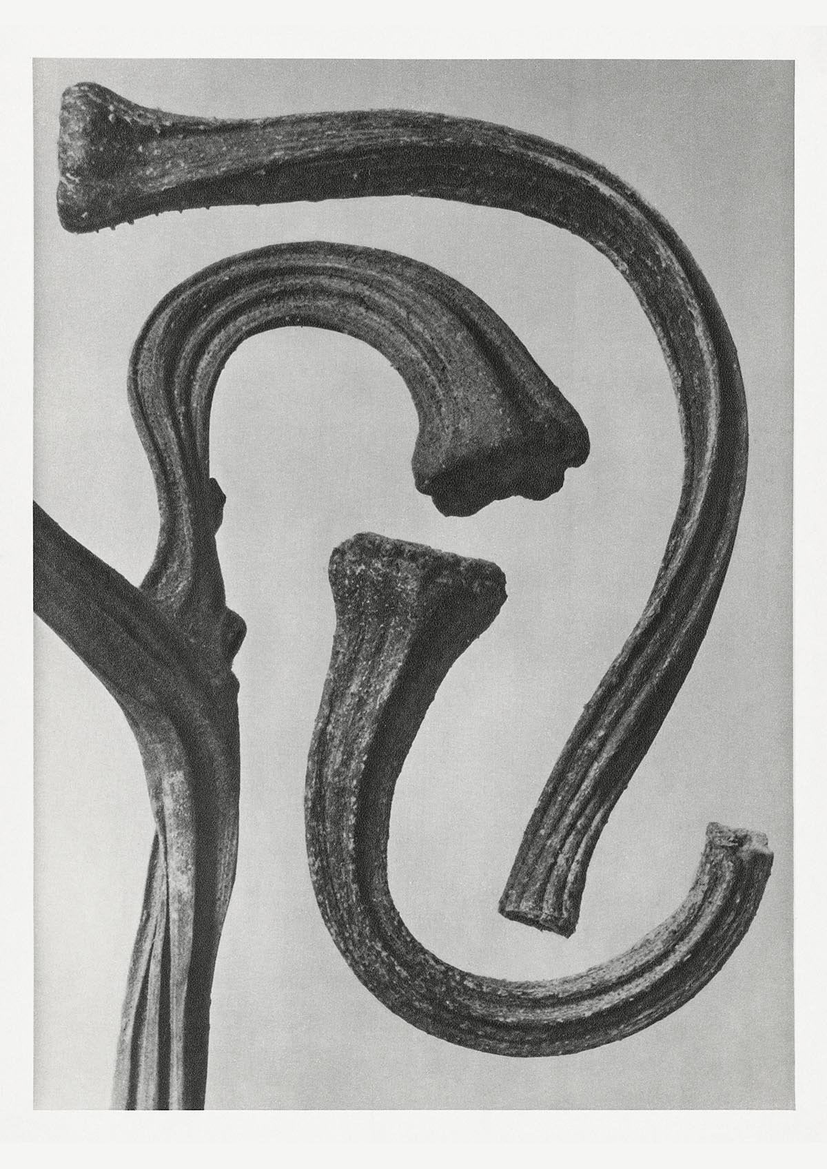 Karl Blossfeldt Plant Photogravure Nr 57