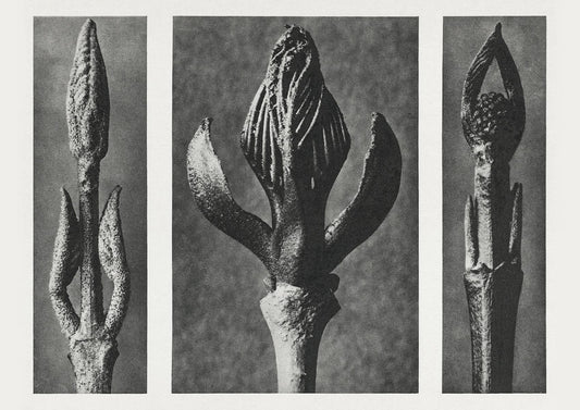 Karl Blossfeldt Plant Photogravure Nr 60