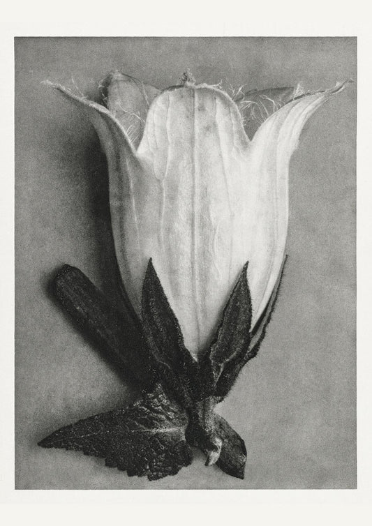 Karl Blossfeldt Plant Photogravure Nr 64