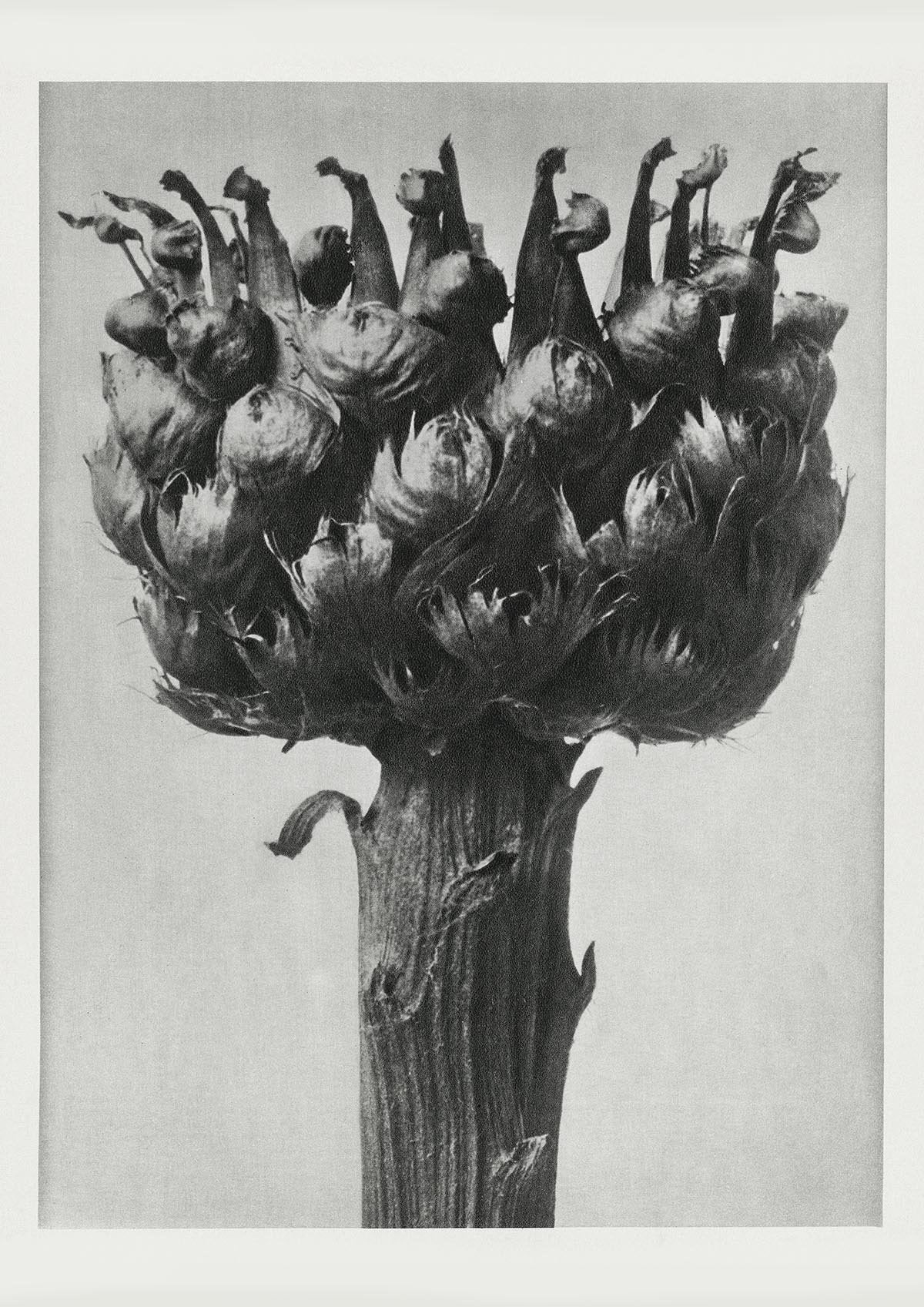 Karl Blossfeldt Plant Photogravure Nr 65