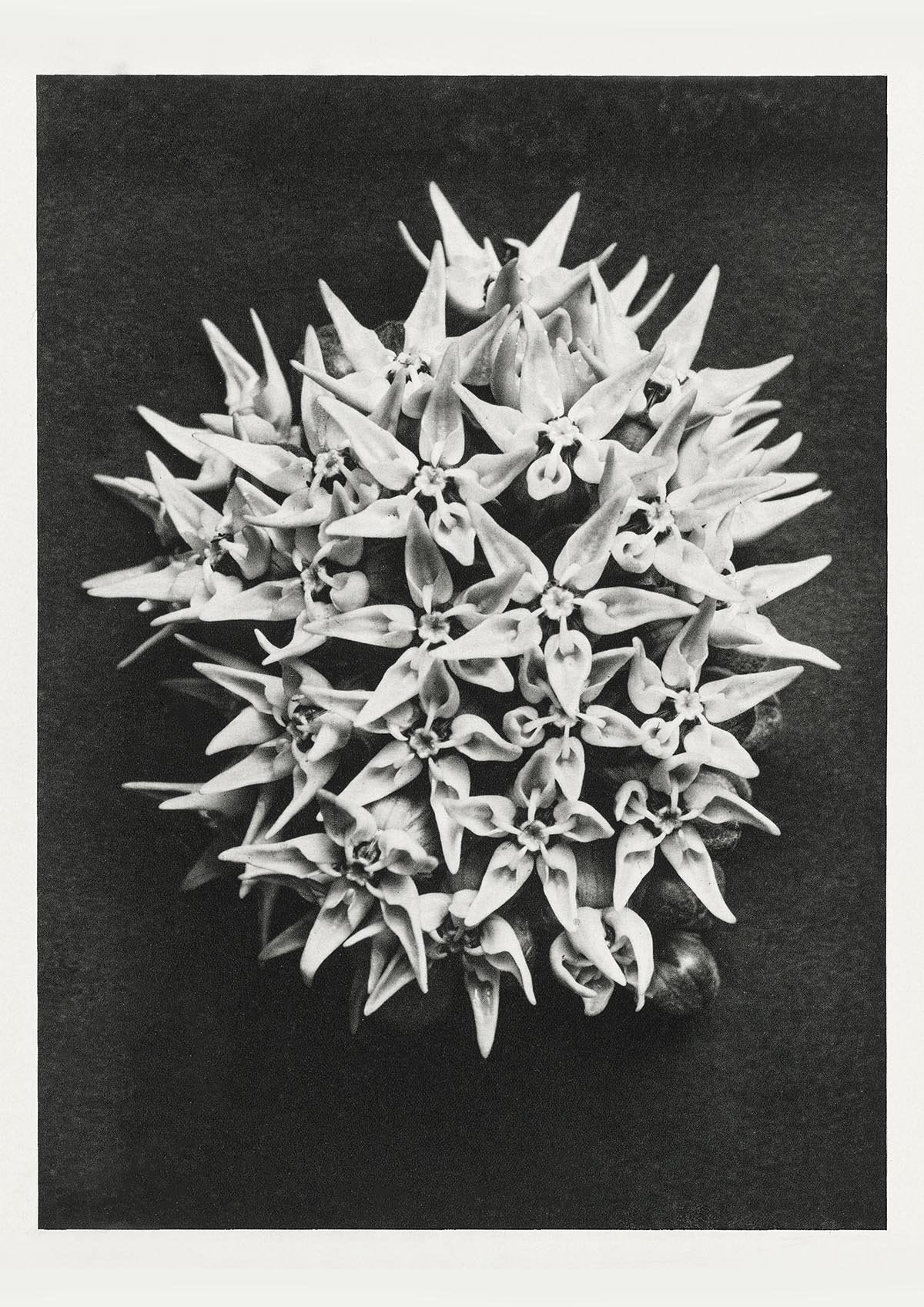 Karl Blossfeldt Plant Photogravure Nr 66