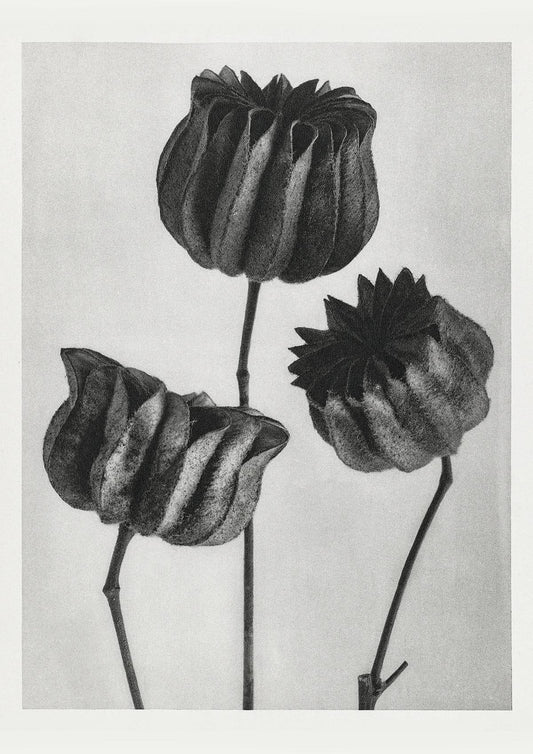 Karl Blossfeldt Plant Photogravure Nr 67