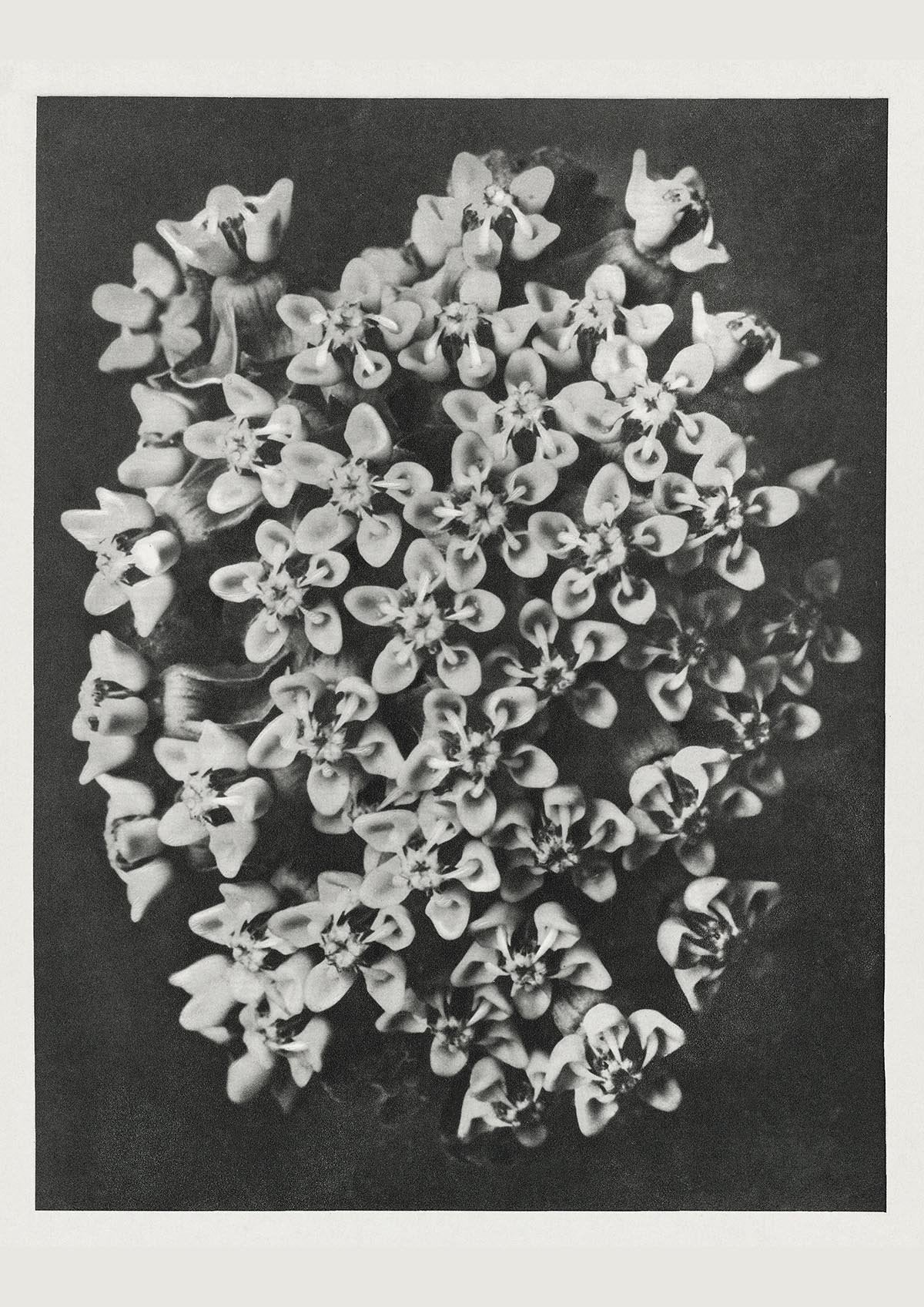 Karl Blossfeldt Plant Photogravure Nr 69