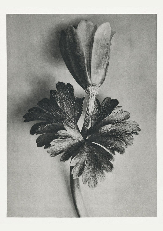 Karl Blossfeldt Plant Photogravure Nr 70