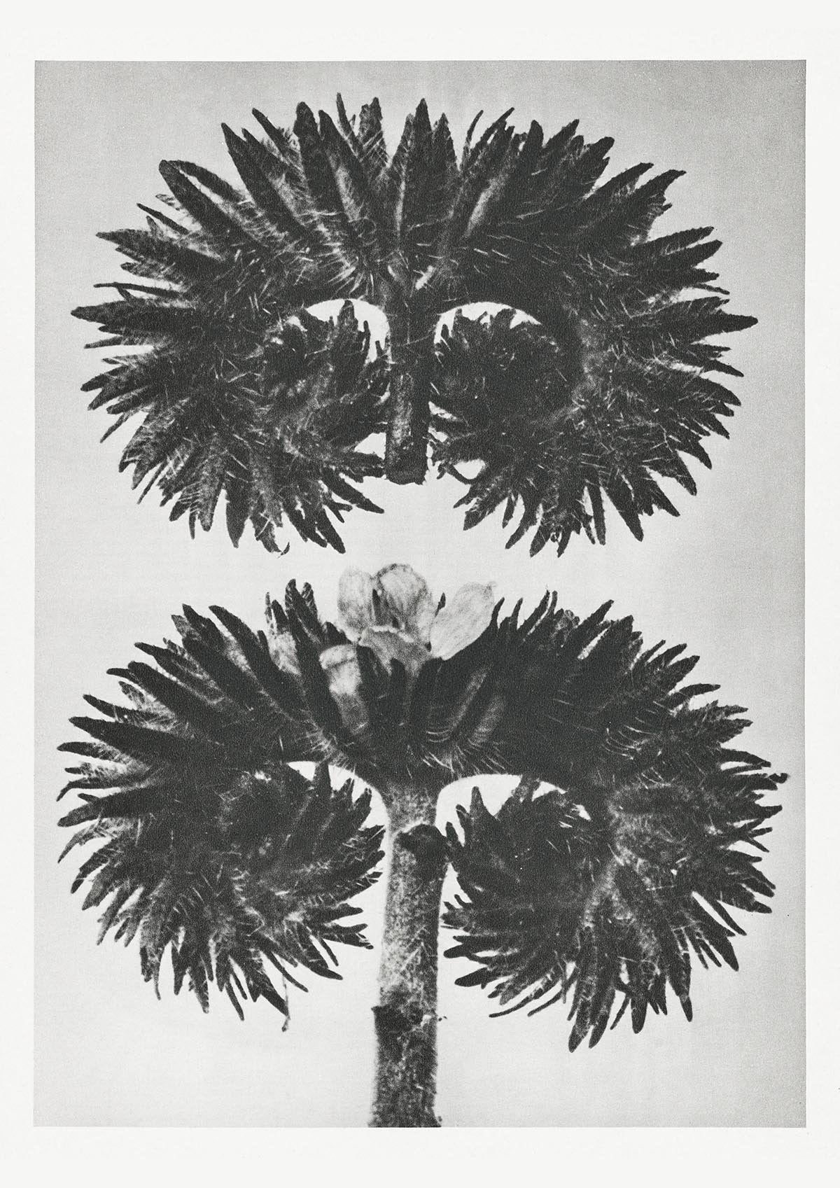 Karl Blossfeldt Plant Photogravure Nr 72