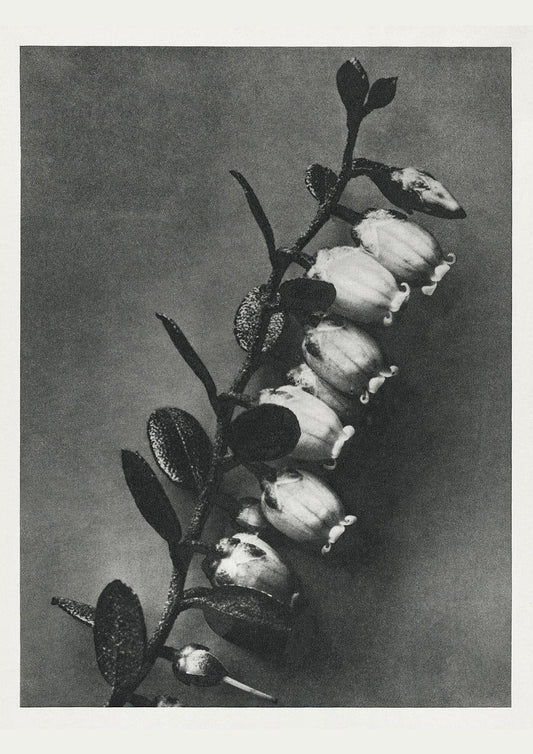 Karl Blossfeldt Plant Photogravure Nr 73