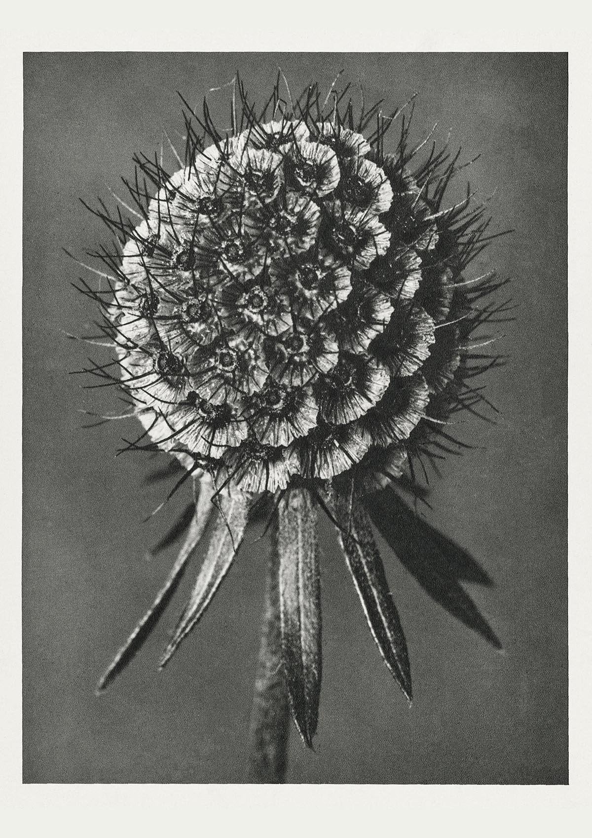 Karl Blossfeldt Plant Photogravure Nr 75