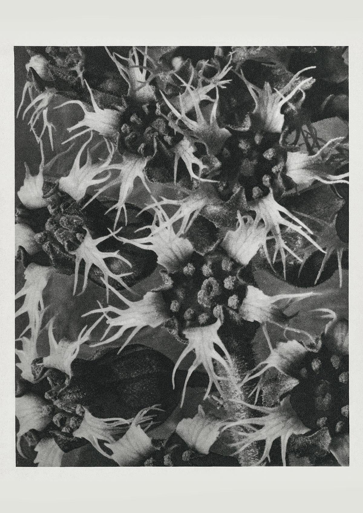 Karl Blossfeldt Plant Photogravure Nr 77