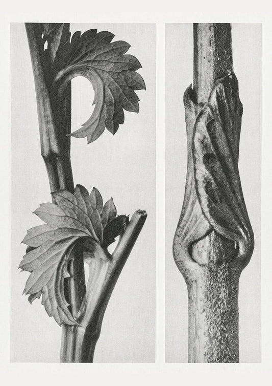 Karl Blossfeldt Plant Photogravure Nr 78