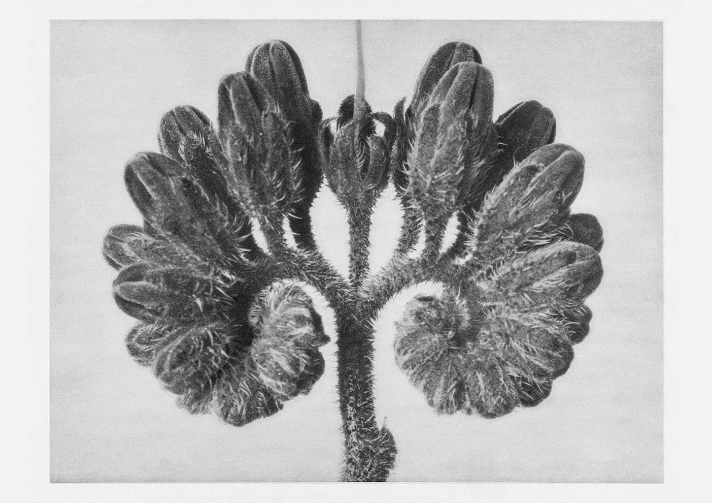 Karl Blossfeldt Plant Photogravure Nr 79