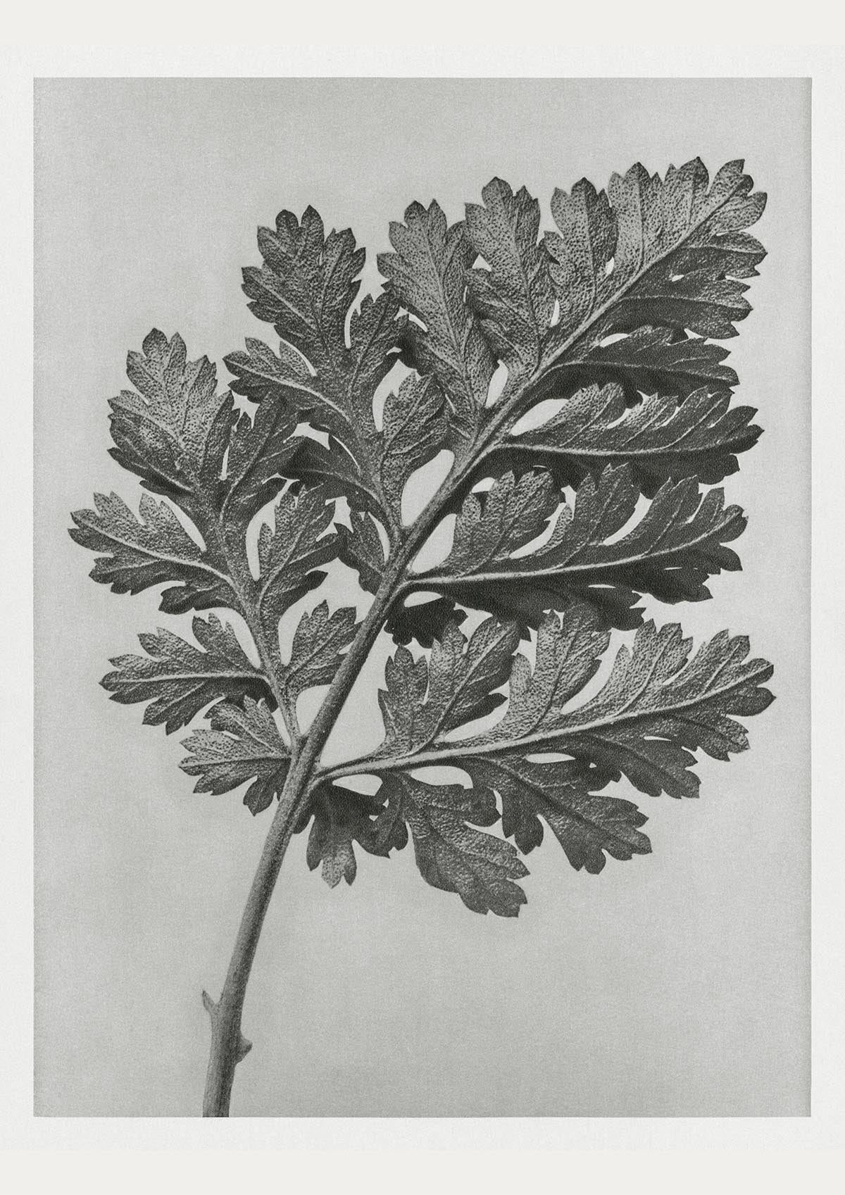 Karl Blossfeldt Plant Photogravure Nr 80