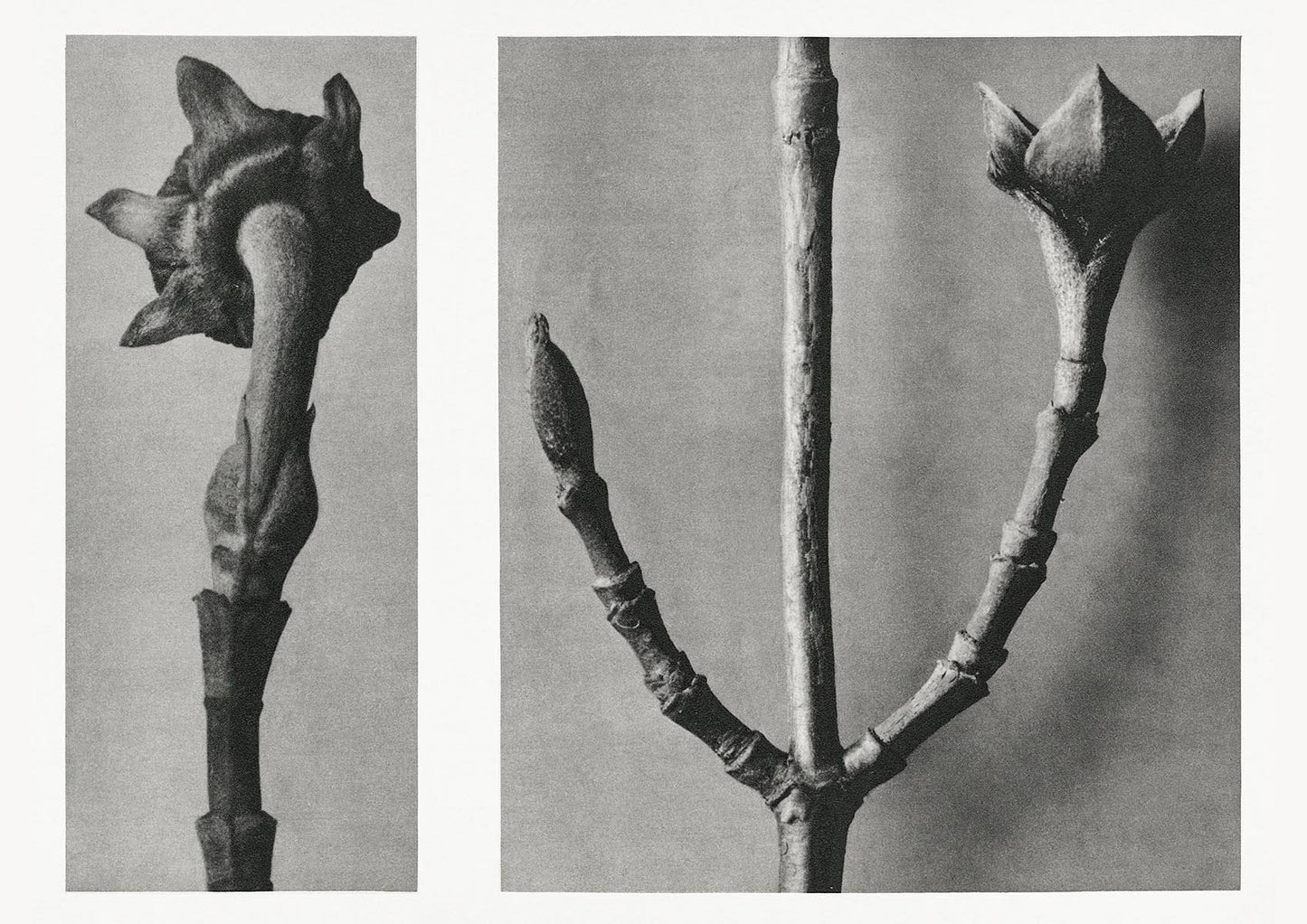 Karl Blossfeldt Plant Photogravure Nr 83