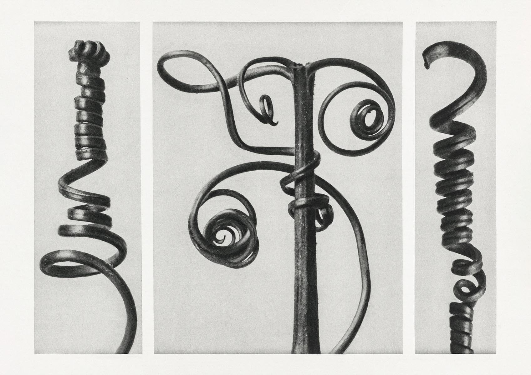 Karl Blossfeldt Plant Photogravure Nr 84