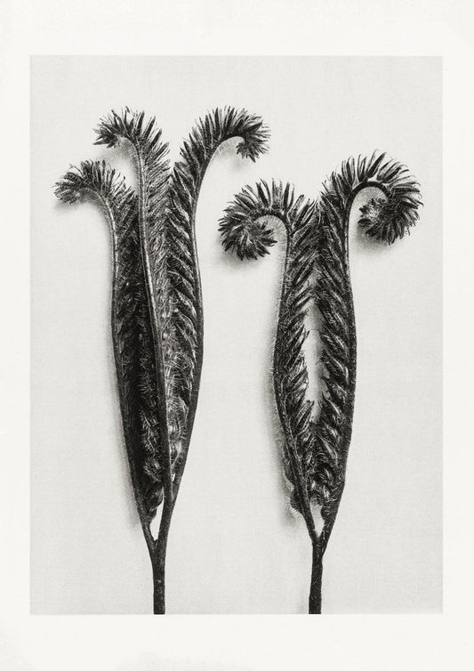 Karl Blossfeldt Plant Photogravure Nr 85