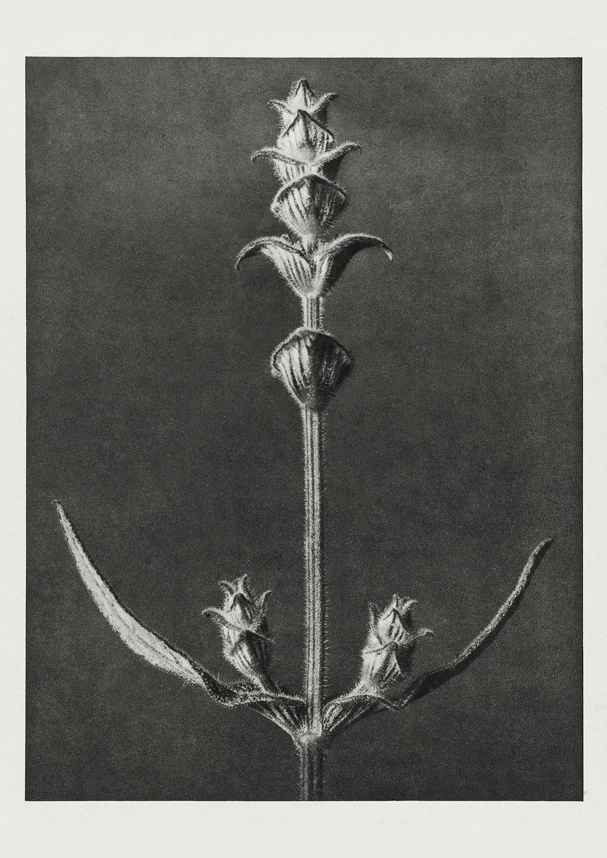 Karl Blossfeldt Plant Photogravure Nr 87