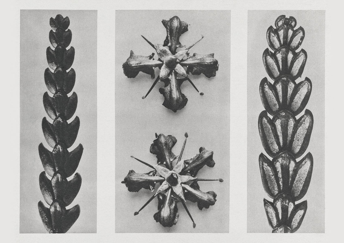 Karl Blossfeldt Plant Photogravure Nr 88