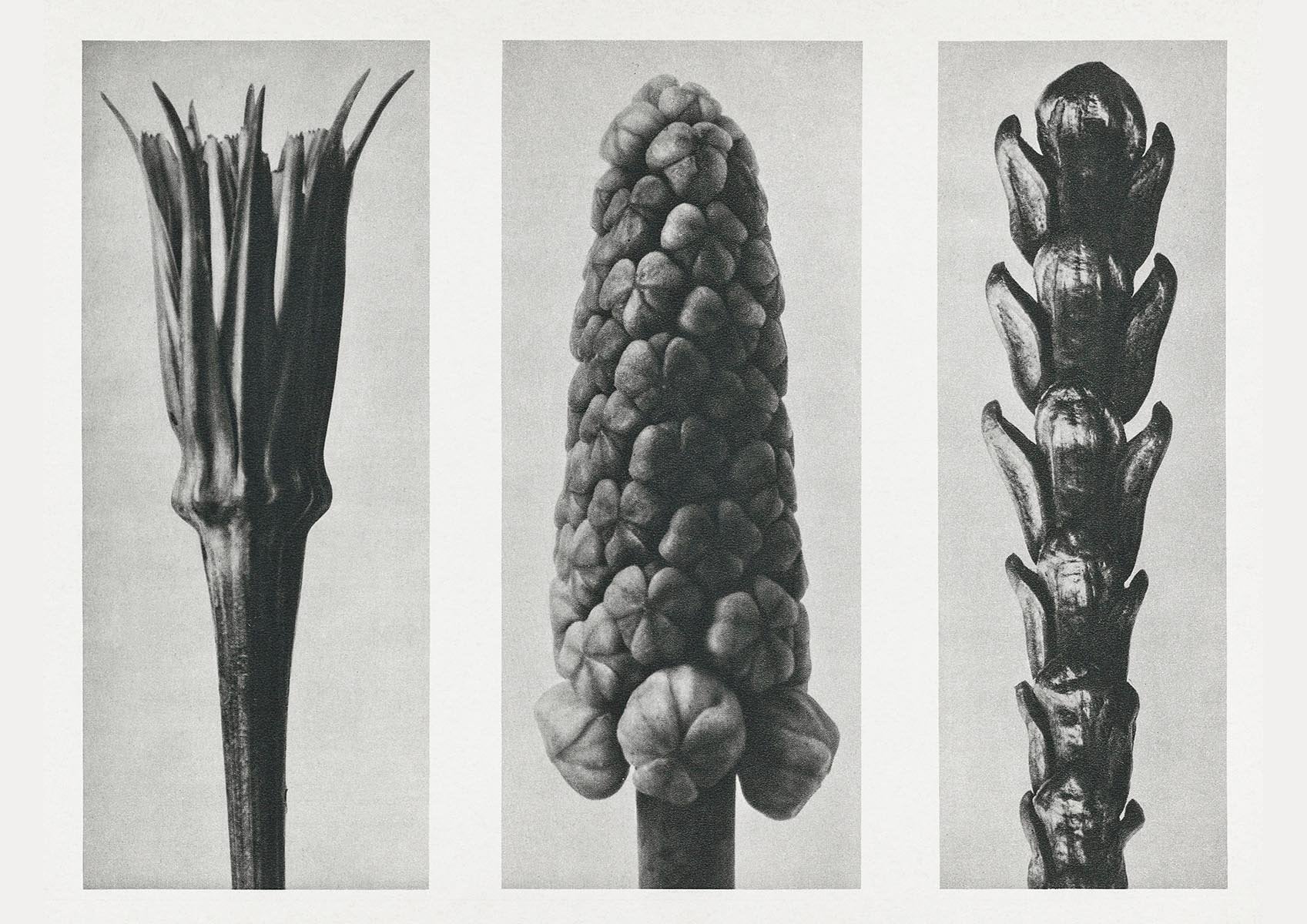 Karl Blossfeldt Plant Photogravure Nr 89