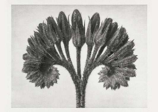 Karl Blossfeldt Plant Photogravure Nr 90